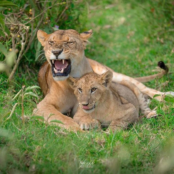 31 Heartwarming Photos Of Wild Animal Moms With Their Babies, Captured By Joe Neely