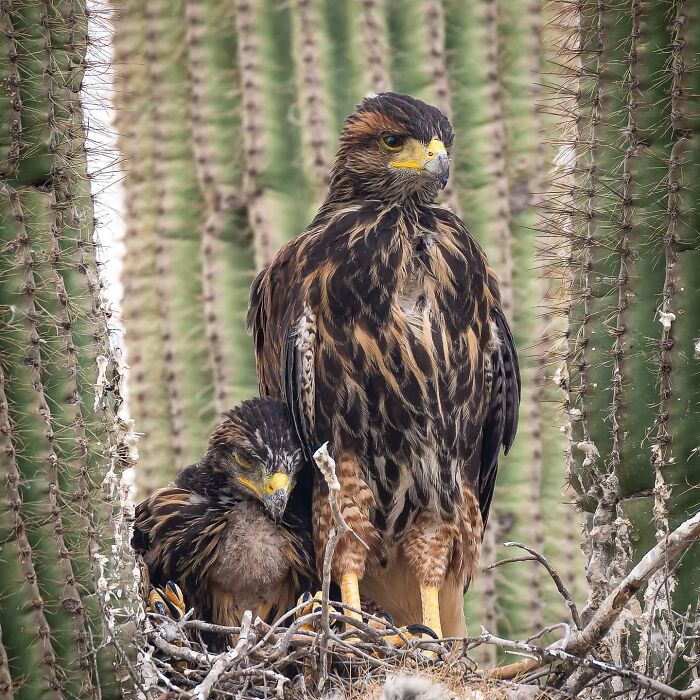 31 Heartwarming Photos Of Wild Animal Moms With Their Babies, Captured By Joe Neely