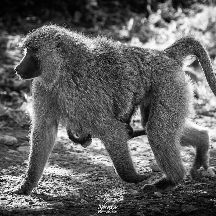 31 Heartwarming Photos Of Wild Animal Moms With Their Babies, Captured By Joe Neely