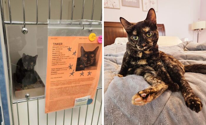 80 Cat Photos Before &#038; After Their Life-Changing Adoption