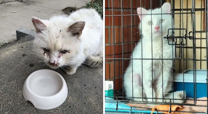 80 Cat Photos Before &#038; After Their Life-Changing Adoption