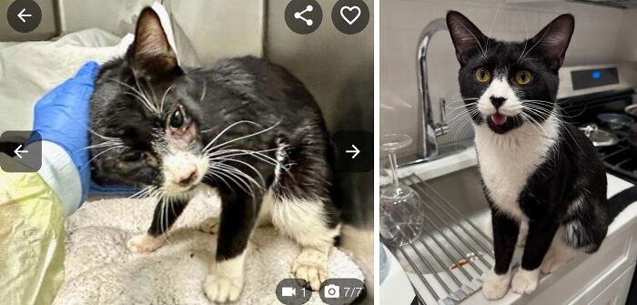 80 Cat Photos Before &#038; After Their Life-Changing Adoption