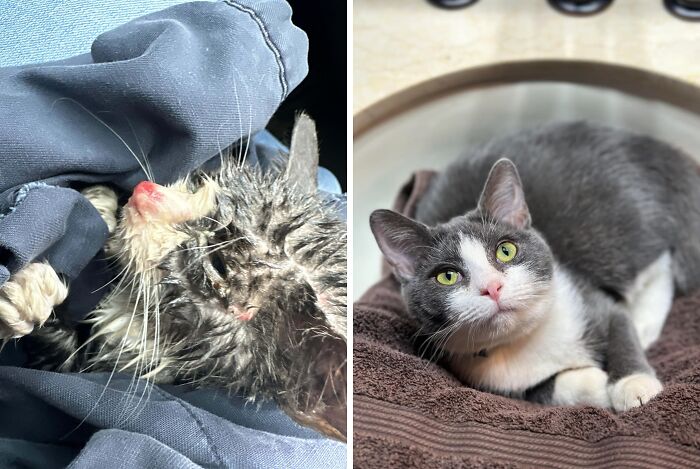 80 Cat Photos Before &#038; After Their Life-Changing Adoption