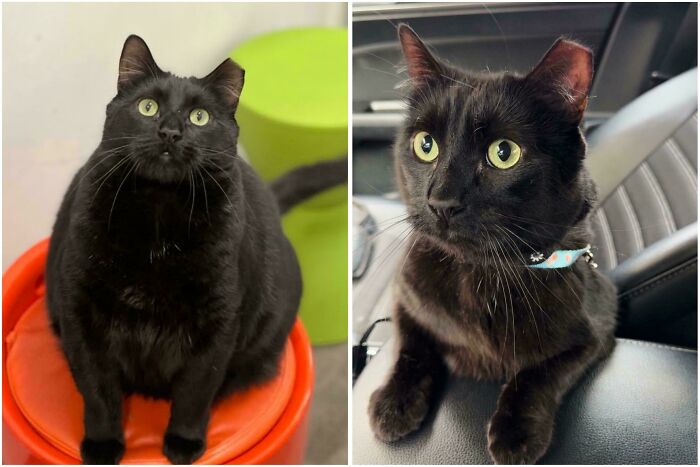 80 Cat Photos Before &#038; After Their Life-Changing Adoption