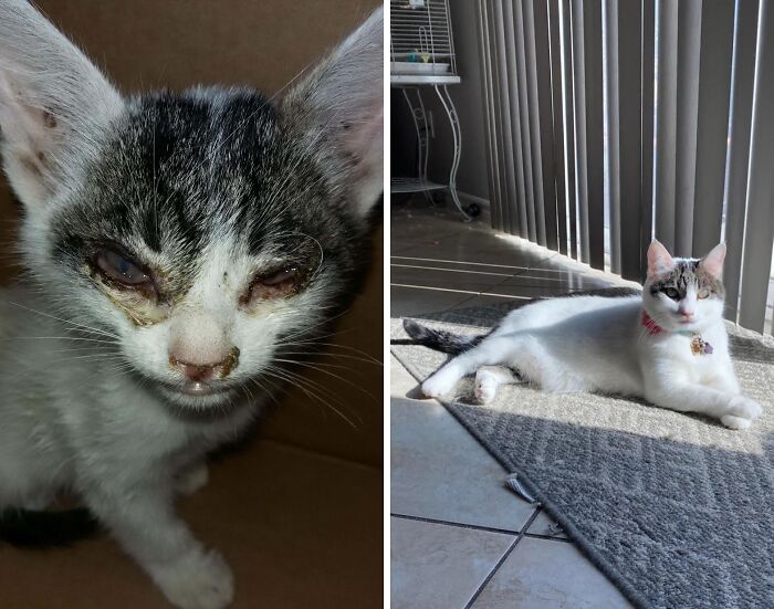 80 Cat Photos Before &#038; After Their Life-Changing Adoption
