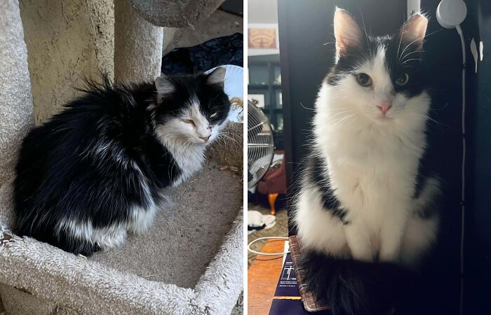 80 Cat Photos Before &#038; After Their Life-Changing Adoption