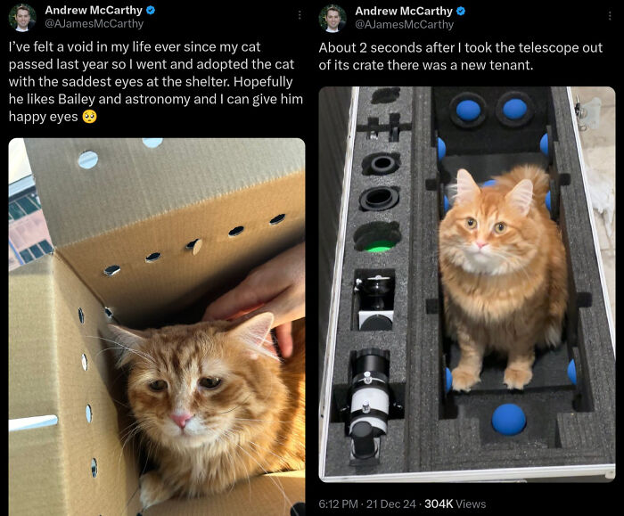 80 Cat Photos Before &#038; After Their Life-Changing Adoption