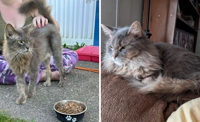 80 Cat Photos Before &#038; After Their Life-Changing Adoption