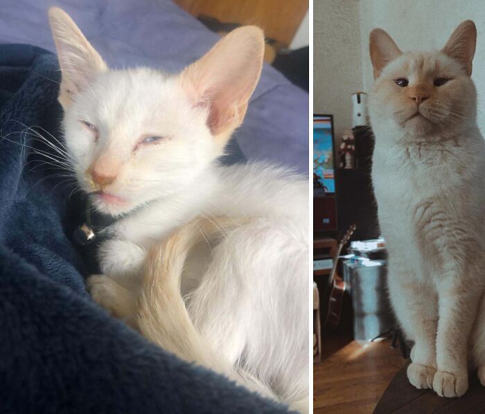 80 Cat Photos Before &#038; After Their Life-Changing Adoption