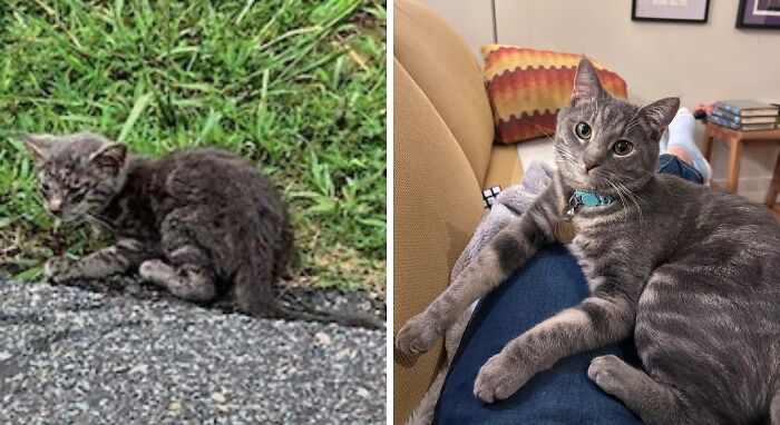 80 Cat Photos Before &#038; After Their Life-Changing Adoption
