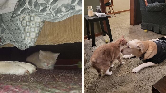 80 Cat Photos Before &#038; After Their Life-Changing Adoption