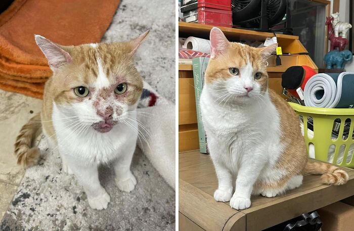 80 Cat Photos Before &#038; After Their Life-Changing Adoption