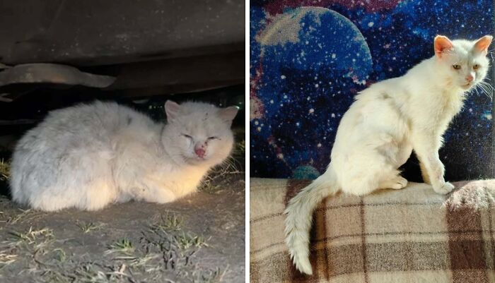 80 Cat Photos Before &#038; After Their Life-Changing Adoption