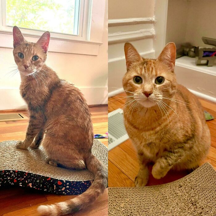 80 Cat Photos Before &#038; After Their Life-Changing Adoption