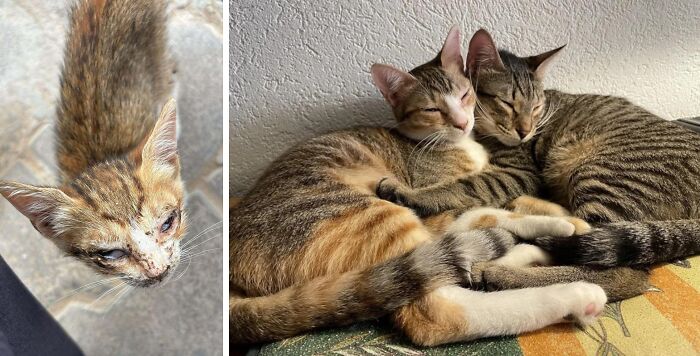 80 Cat Photos Before &#038; After Their Life-Changing Adoption