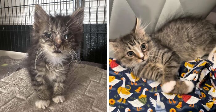 80 Cat Photos Before &#038; After Their Life-Changing Adoption