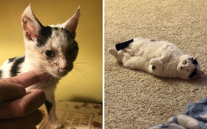 80 Cat Photos Before &#038; After Their Life-Changing Adoption