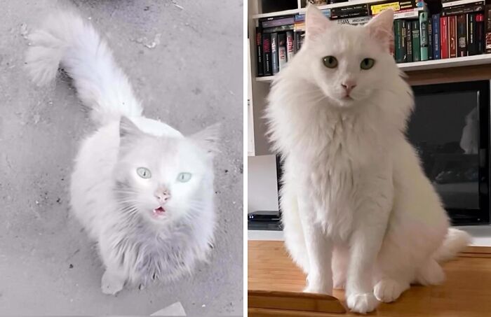 80 Cat Photos Before &#038; After Their Life-Changing Adoption