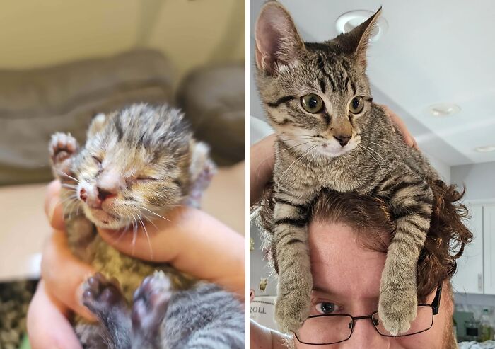 80 Cat Photos Before &#038; After Their Life-Changing Adoption