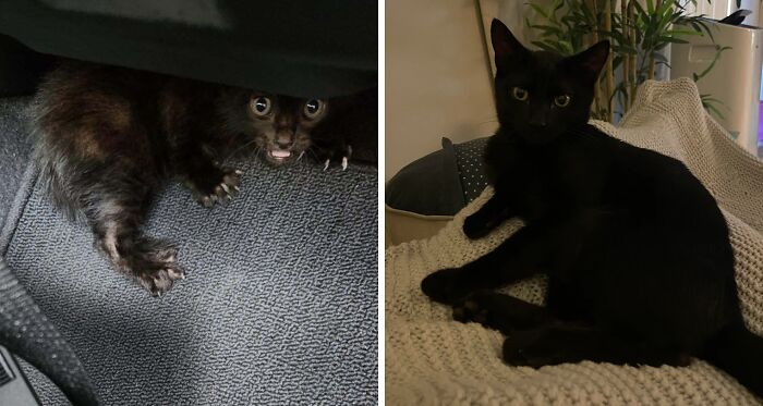 80 Cat Photos Before &#038; After Their Life-Changing Adoption