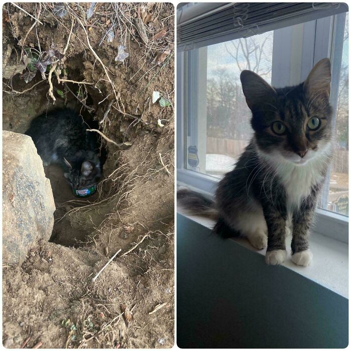 80 Cat Photos Before &#038; After Their Life-Changing Adoption
