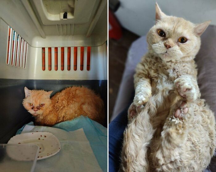 80 Cat Photos Before &#038; After Their Life-Changing Adoption