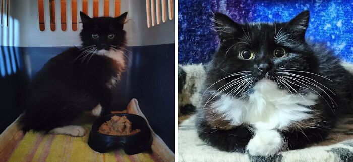80 Cat Photos Before &#038; After Their Life-Changing Adoption