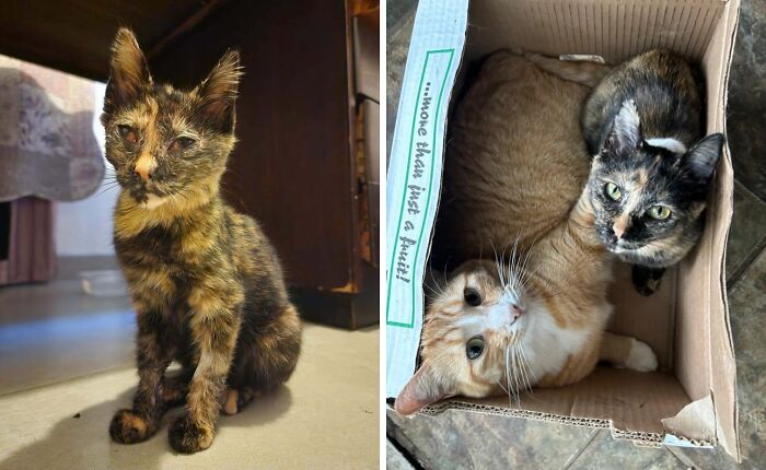 80 Cat Photos Before &#038; After Their Life-Changing Adoption