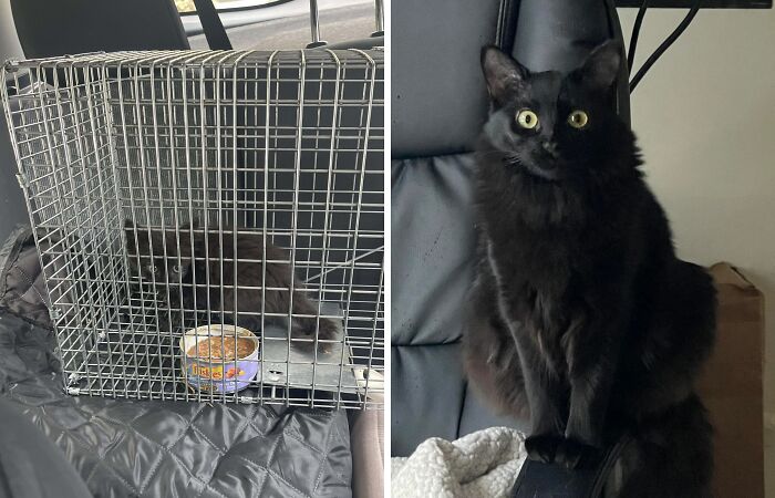 80 Cat Photos Before &#038; After Their Life-Changing Adoption