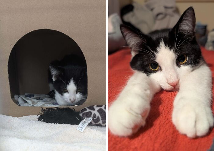 80 Cat Photos Before &#038; After Their Life-Changing Adoption