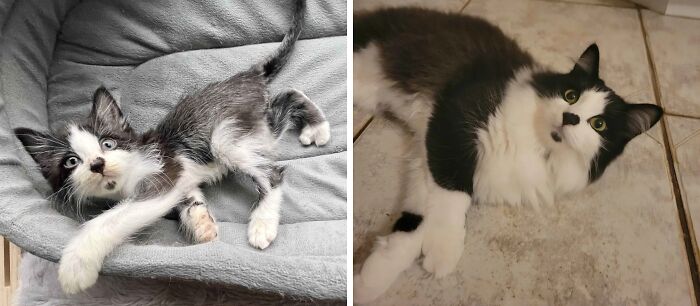 80 Cat Photos Before &#038; After Their Life-Changing Adoption