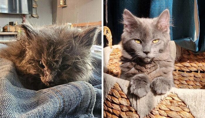 80 Cat Photos Before &#038; After Their Life-Changing Adoption