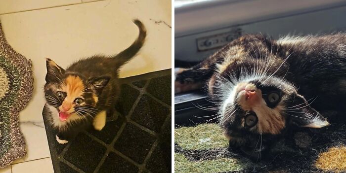 80 Cat Photos Before &#038; After Their Life-Changing Adoption
