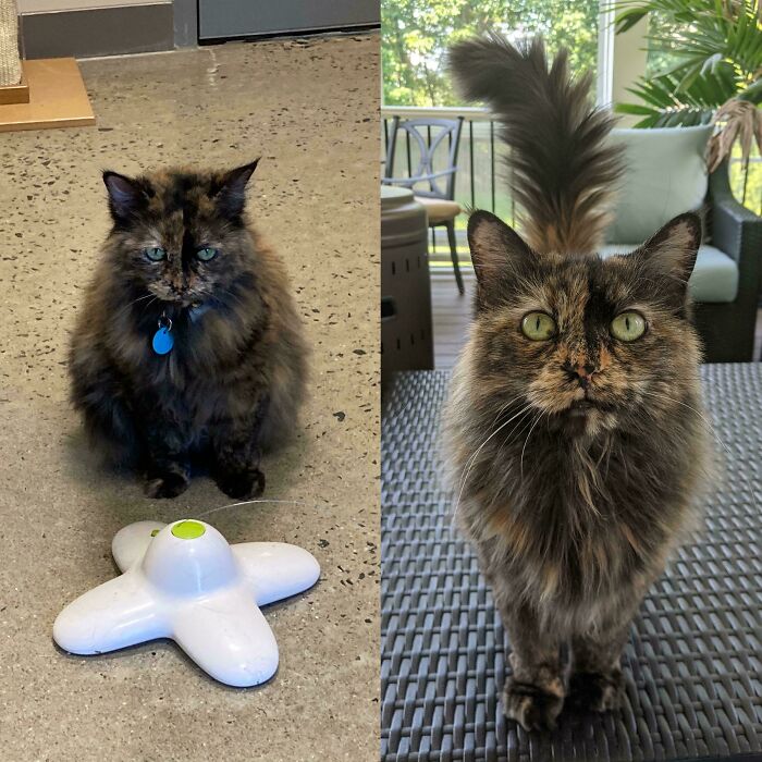 80 Cat Photos Before &#038; After Their Life-Changing Adoption