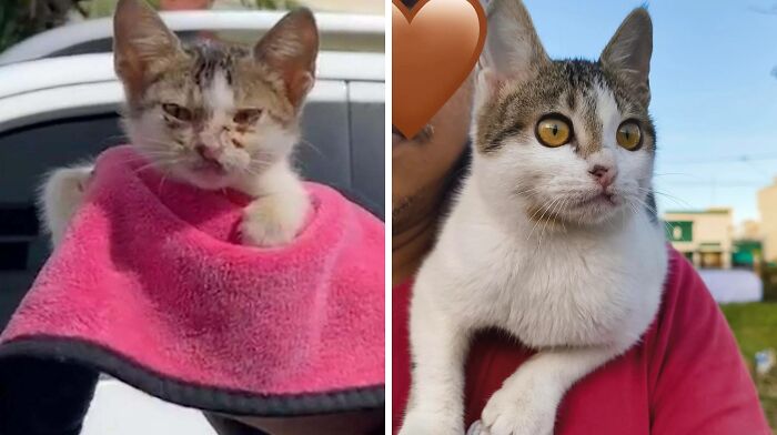80 Cat Photos Before &#038; After Their Life-Changing Adoption