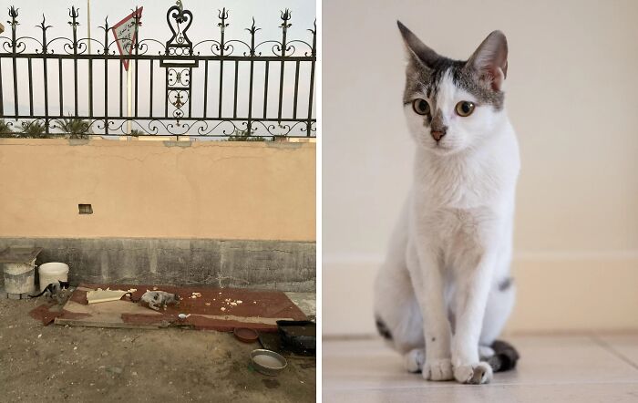 80 Cat Photos Before &#038; After Their Life-Changing Adoption