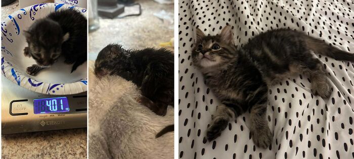 80 Cat Photos Before &#038; After Their Life-Changing Adoption