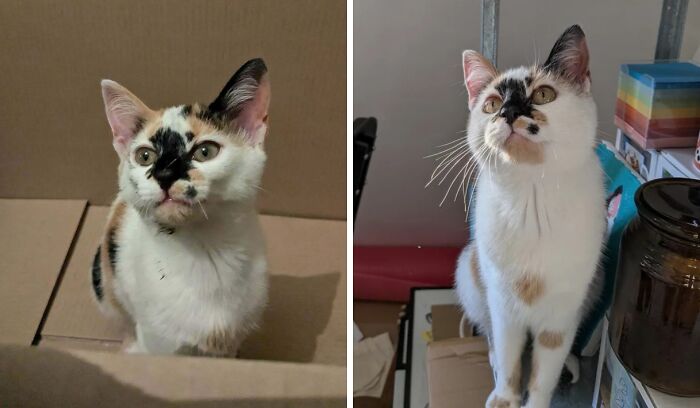 80 Cat Photos Before &#038; After Their Life-Changing Adoption