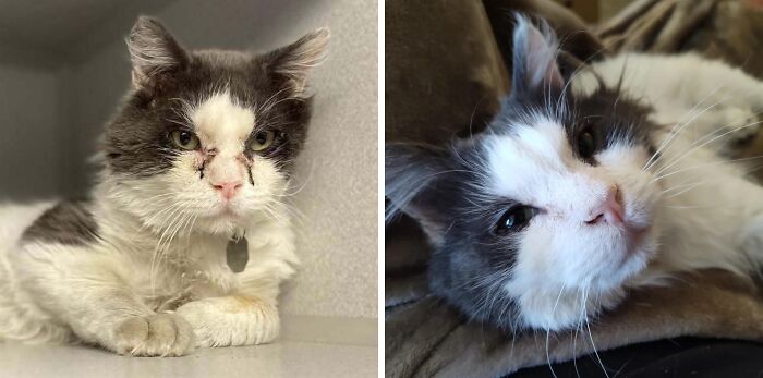 80 Cat Photos Before &#038; After Their Life-Changing Adoption