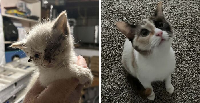 80 Cat Photos Before &#038; After Their Life-Changing Adoption