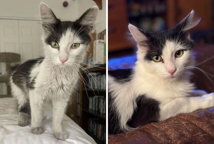 80 Cat Photos Before &#038; After Their Life-Changing Adoption