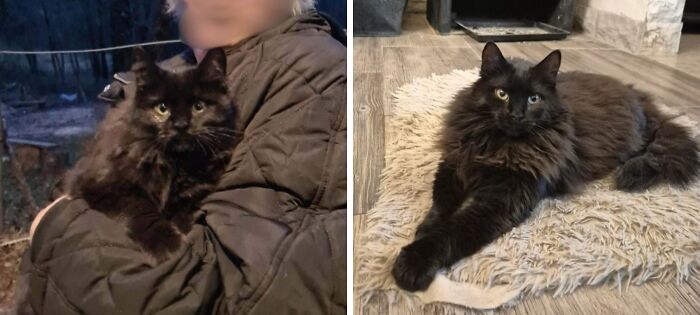 80 Cat Photos Before &#038; After Their Life-Changing Adoption