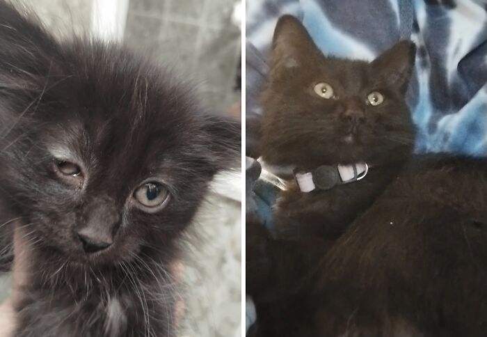 80 Cat Photos Before &#038; After Their Life-Changing Adoption