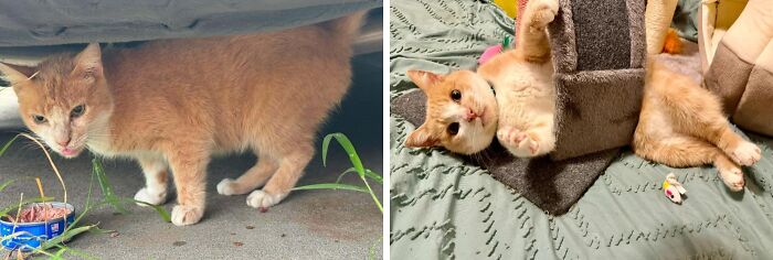 80 Cat Photos Before &#038; After Their Life-Changing Adoption