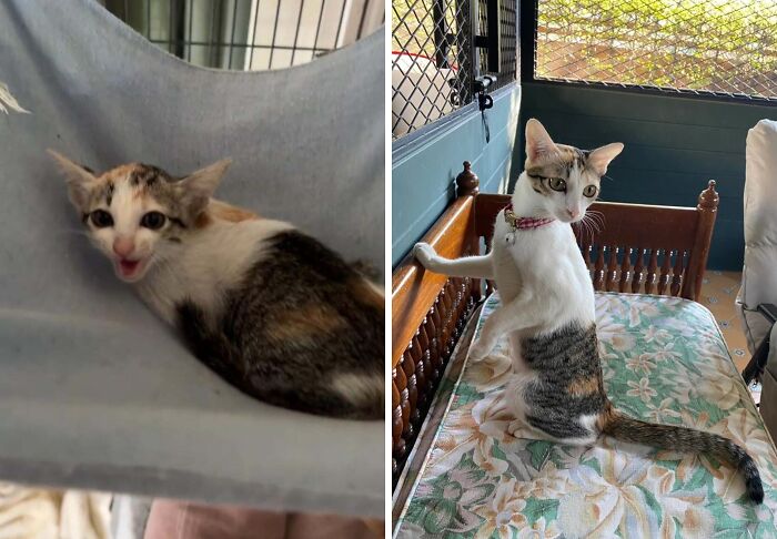 80 Cat Photos Before &#038; After Their Life-Changing Adoption
