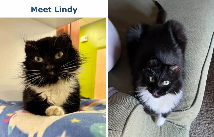80 Cat Photos Before &#038; After Their Life-Changing Adoption