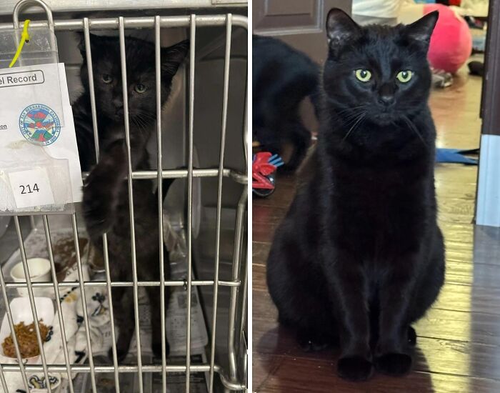 80 Cat Photos Before &#038; After Their Life-Changing Adoption