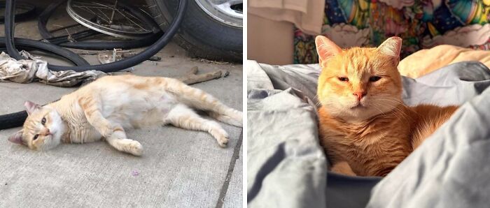80 Cat Photos Before &#038; After Their Life-Changing Adoption