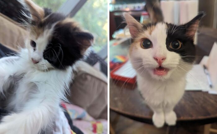 80 Cat Photos Before &#038; After Their Life-Changing Adoption