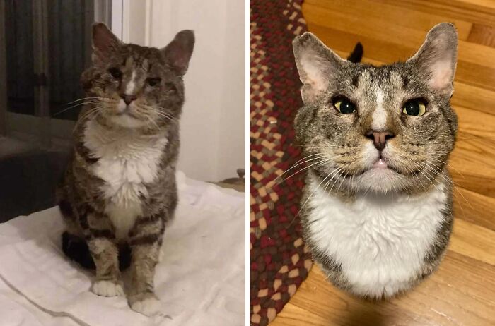 80 Cat Photos Before &#038; After Their Life-Changing Adoption